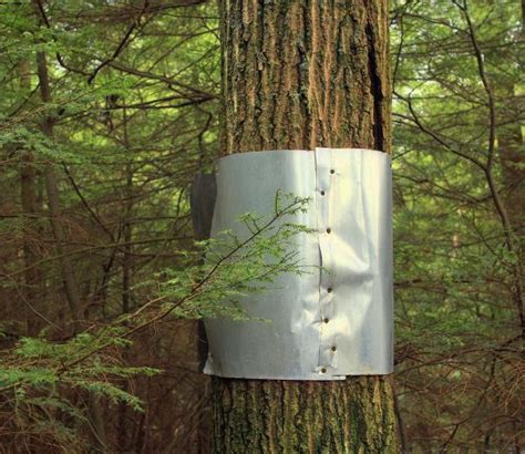 sheet metal squirrel guard|metal tree wrap for squirrels.